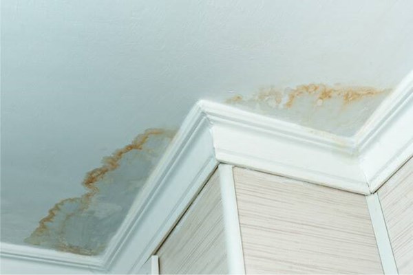dealing with mold from water damage